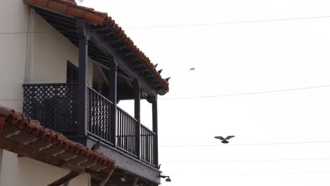 palomas domésticas que vuelan lejos de la construcción de viviendas residenciales