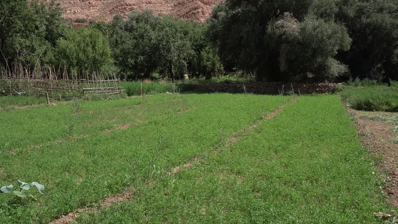 A beautiful plantation of fresh produce under abundant and lush vegetation. What is most beautiful is an artisanal field managed without a tractor