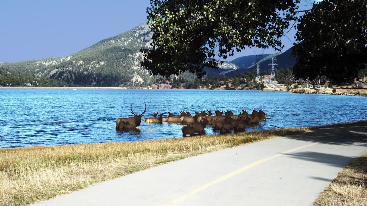 Herd of elk walking through a lake