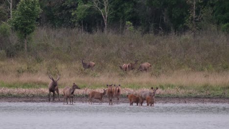 sambar deer, rusa unicolor, thailand
