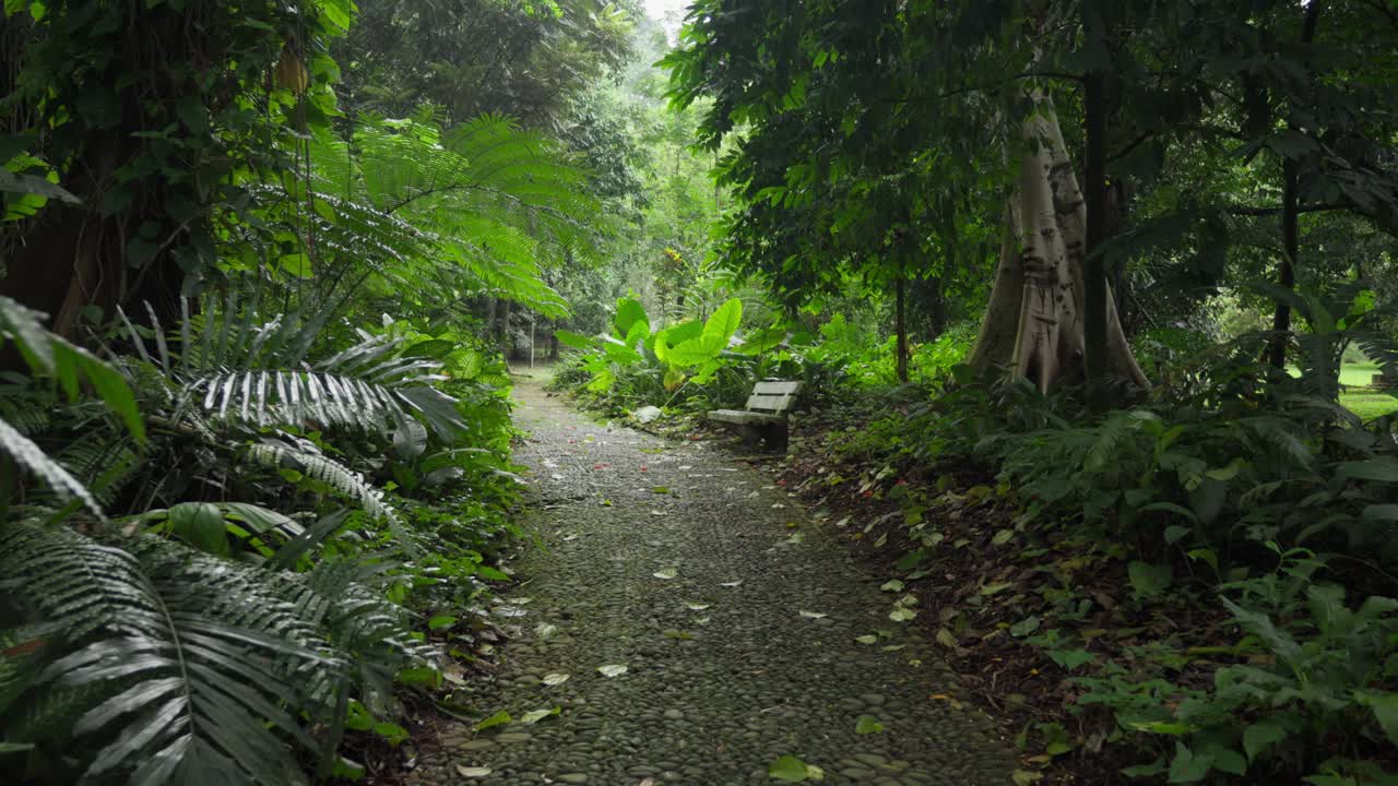 Shaded Forest pathway, nature walk, dense foliage, wooden bench