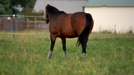 horses grazing in open field