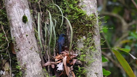 the hill blue flycatcher is found at high elevation habitat it has blue feathers and orange-like breast for the male, while the female is pale cinnamon brown and also with transitioned orange breast