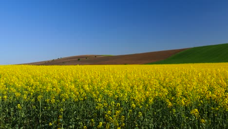 fields with blossoming rape. a beautiful spring landscape