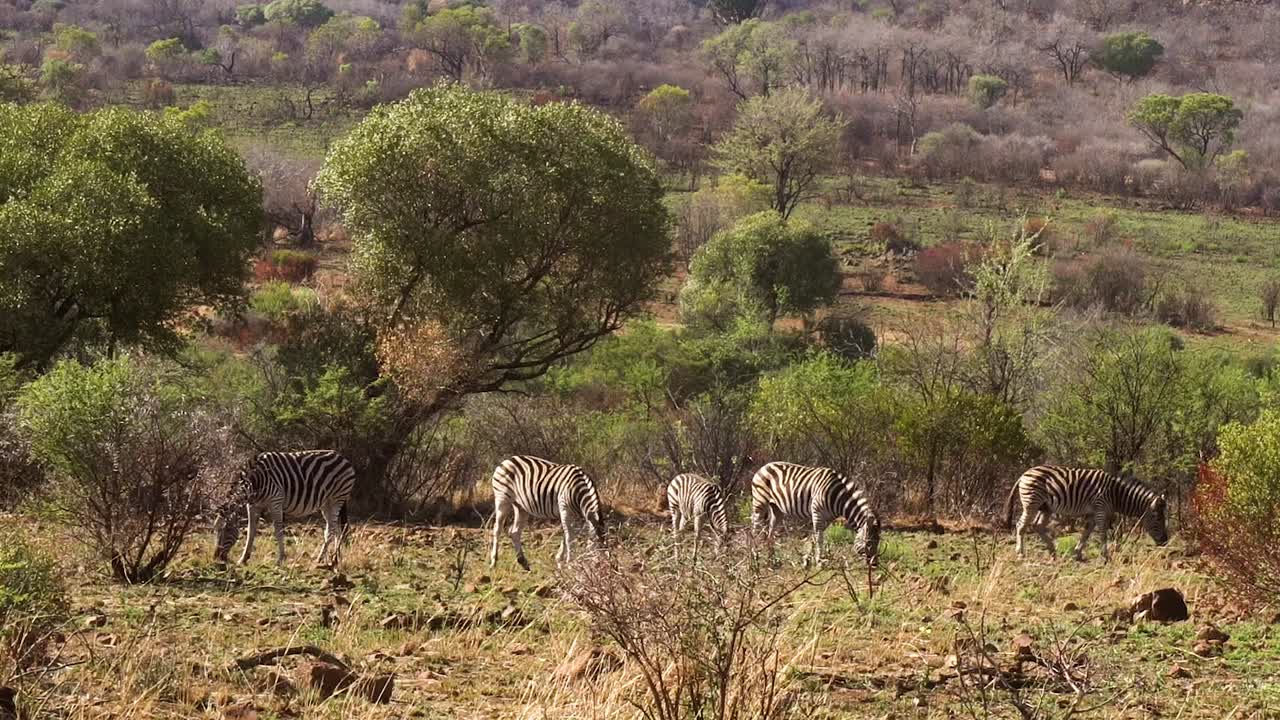 fotografía de cerca de un pequeño grupo de cebras pastando en un día soleado, áfrica