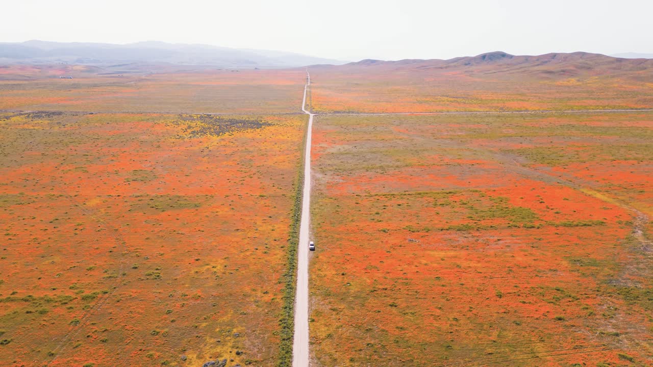 바람이 부는 시골 도로를 달리는 자동차와 함께 봄에 남부 캘리포니아에서 오렌지색과 노란색 꽃의 슈퍼 꽃 초원의 공중 드론 타임  ⁇ 프