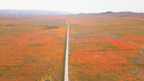 drones aéreos lapso de tiempo de super flor prados de flores naranjas y amarillas en el sur de california en la primavera con coches conduciendo en carreteras de campo ventoso