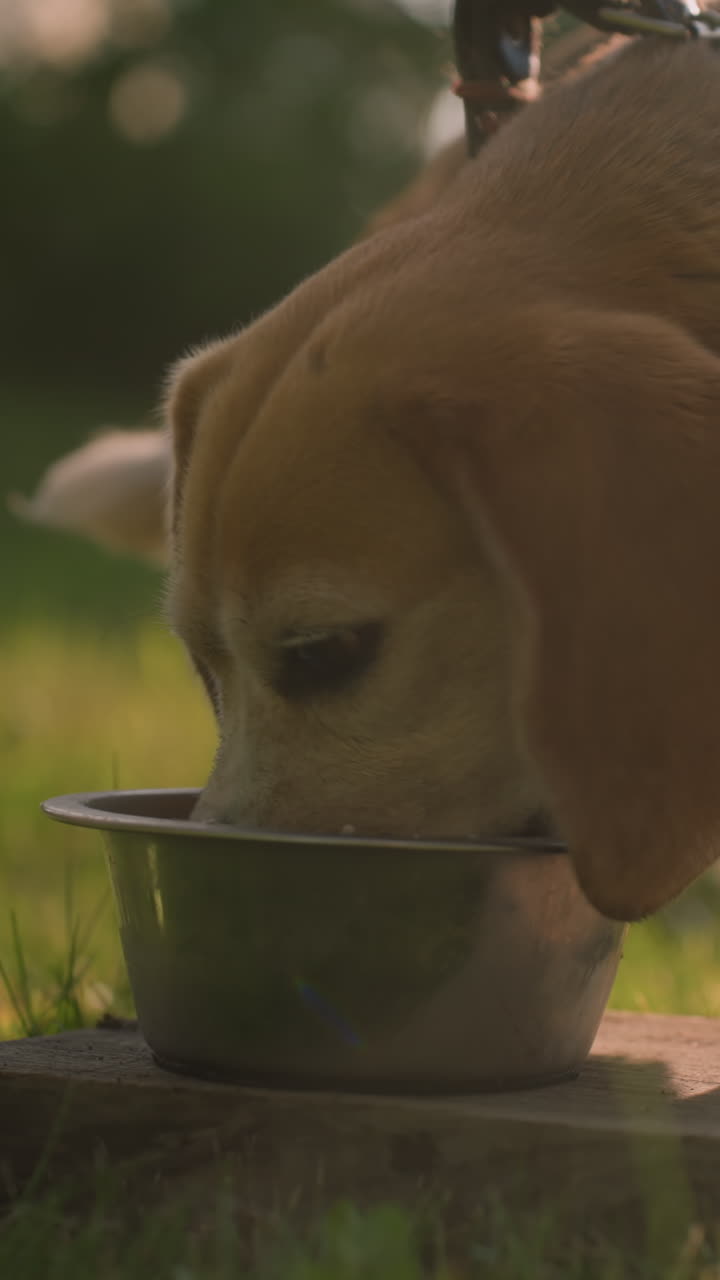 Close up of two metal plates placed on plank as brown dog rushes to eat from it in sunny outdoor garden under warm sunlight, with background featuring vibrant greenery