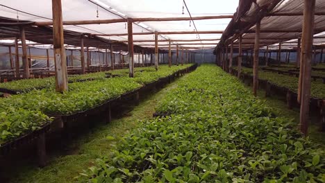 Comienza-El-Cultivo-De-Yerba-Mate-En-Este-Impresionante-Vivero