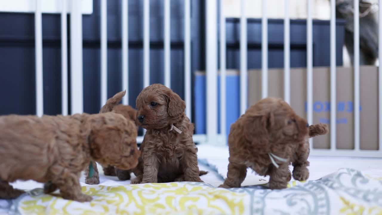 poco de preciosos y adorables cachorros goldendoodle recién nacidos