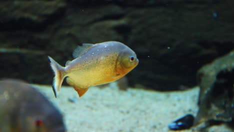 Piranhas-Schwärmen-Gemeinsam-Im-Wasser