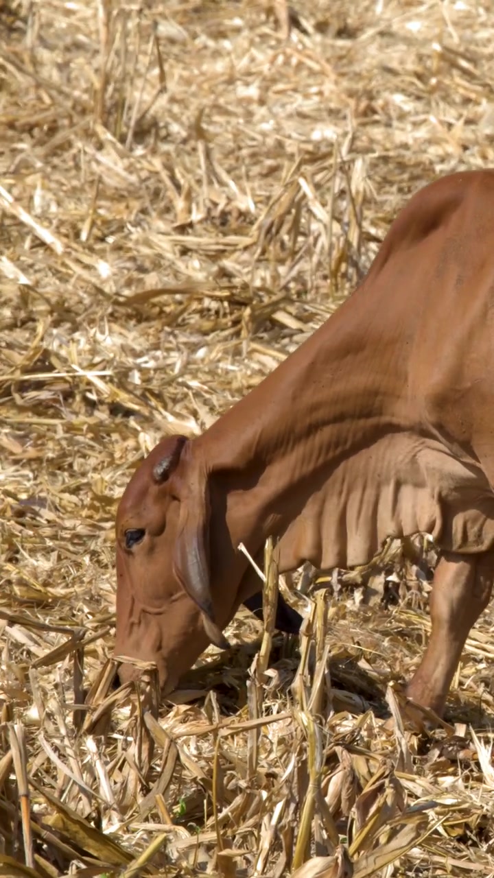 Una mucca Brahman marrone cerca cibo in un campo di stoppie secco e soleggiato durante la siccità.