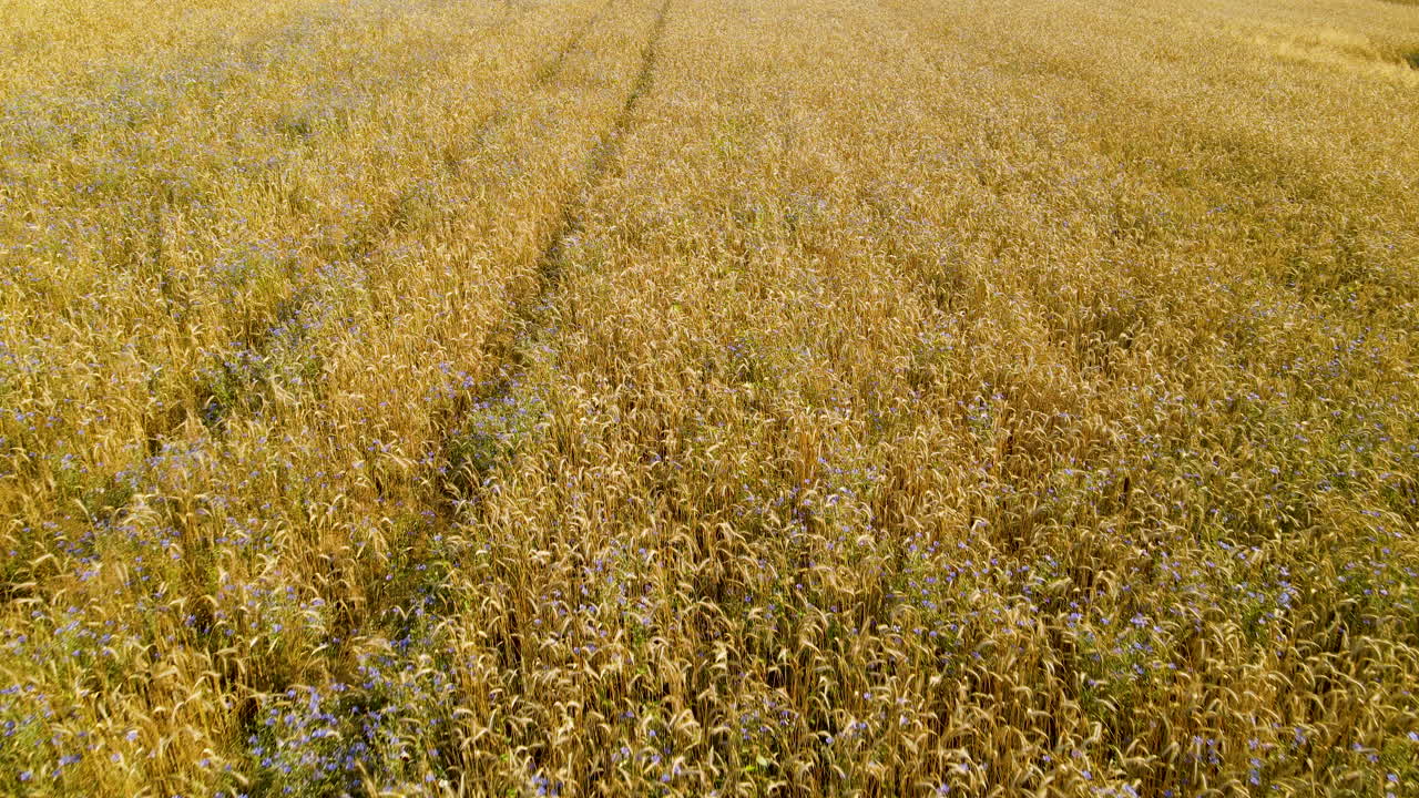 campo de trigo dorado balanceándose en la ligera brisa de verano en una hermosa tarde soleada en czeczewo, polonia, - plantilla de espacio de copia