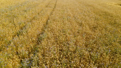 campo de trigo dorado balanceándose en la ligera brisa de verano en una hermosa tarde soleada en czeczewo, polonia, - plantilla de espacio de copia