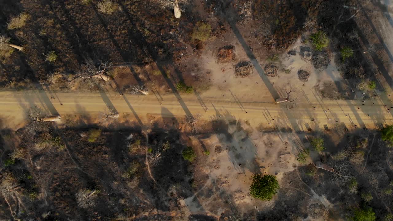 마다가스카르 바오밥 거리 위의 조감도