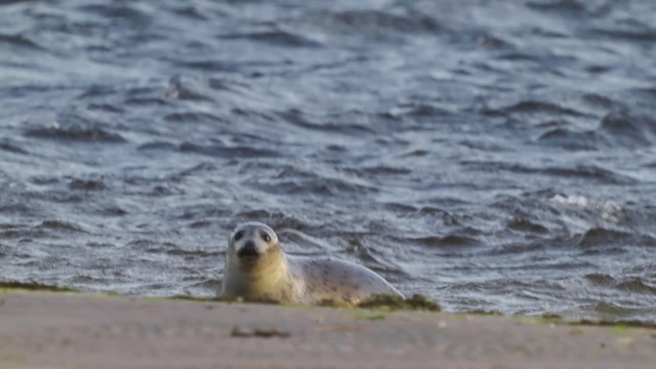 cachorro joven foca común buscando a la madre, acostado en la playa, mar agitado, de mano