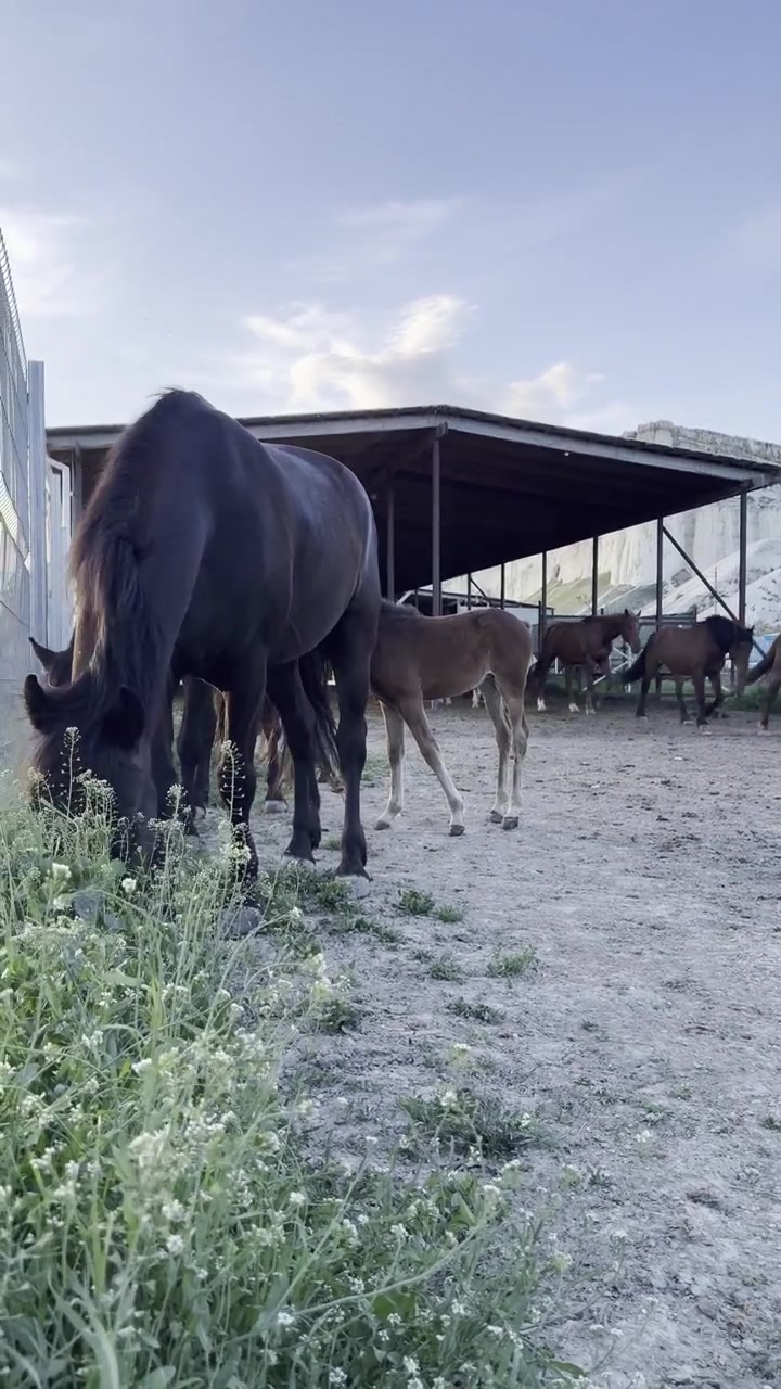 Una giumenta pascola sull'erba verde mentre il suo puledro succhia il latte in un allevamento di cavalli nel distretto di Bilohirsk, Crimea, Russia.
