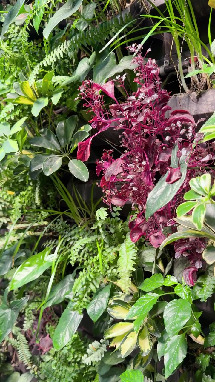 Rigogliosa parete di giardino verticale con fogliame verde e rosso variegato alla luce naturale.