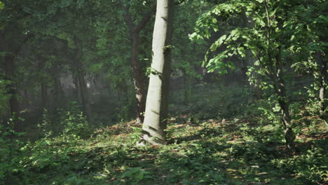 sunlight filtering through a lush forest