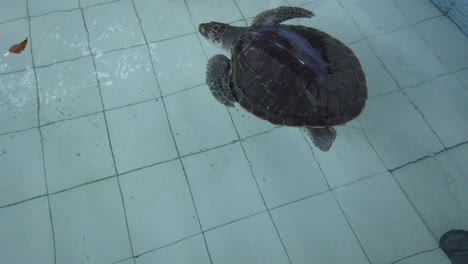 Meeresschildkröte-Schwimmt-Drinnen-Im-Blue-Water-Pool-Des-Rescue-Conservation-Center,-Naturschutzgebiet-In-Sanur,-Bali,-Indonesien