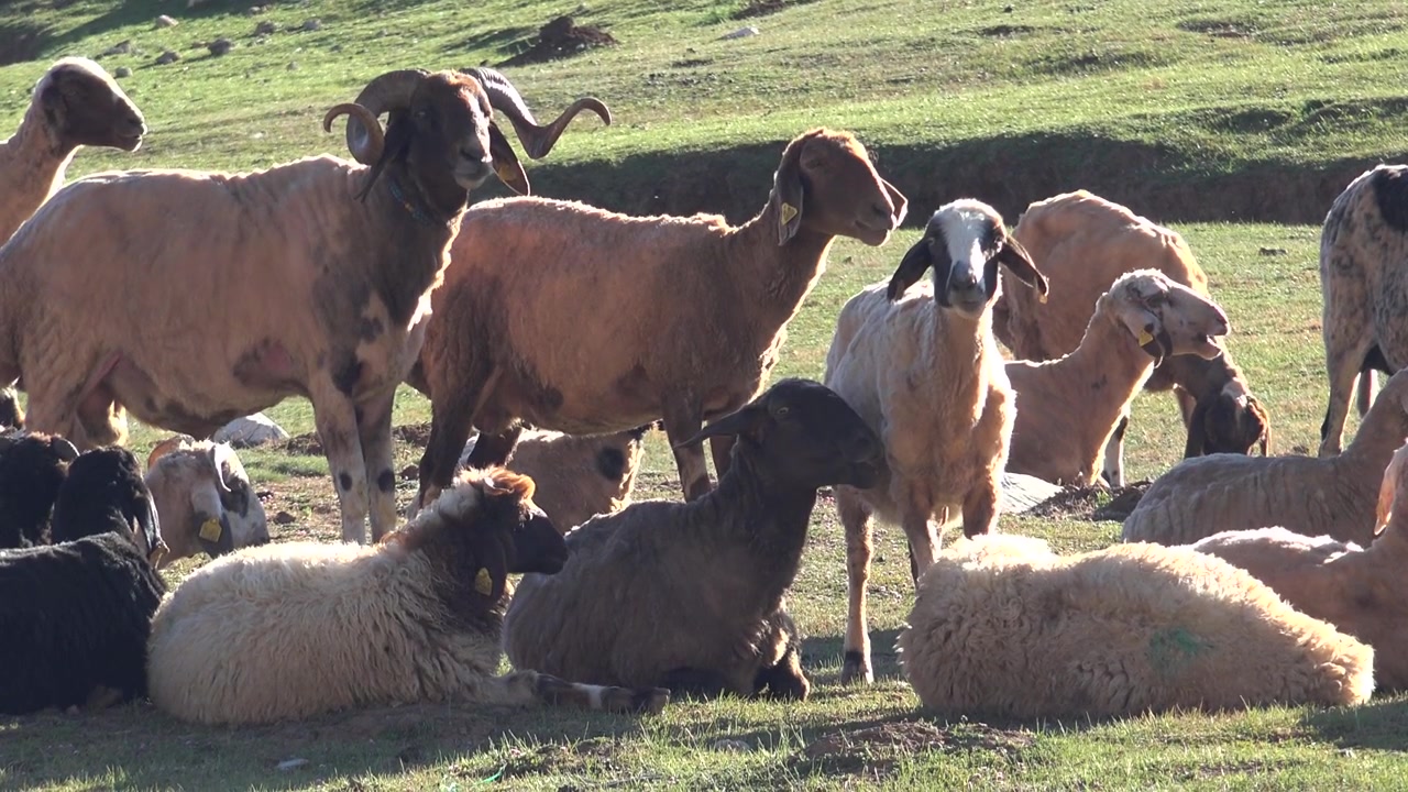 Rebanho de Ovelhas Descansando em uma Encosta Gramada