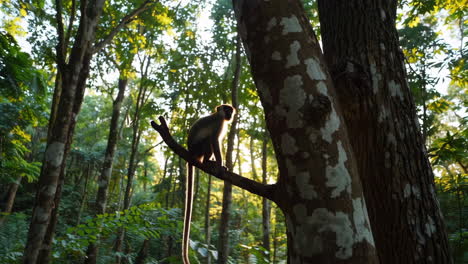 monkey in a tropical forest