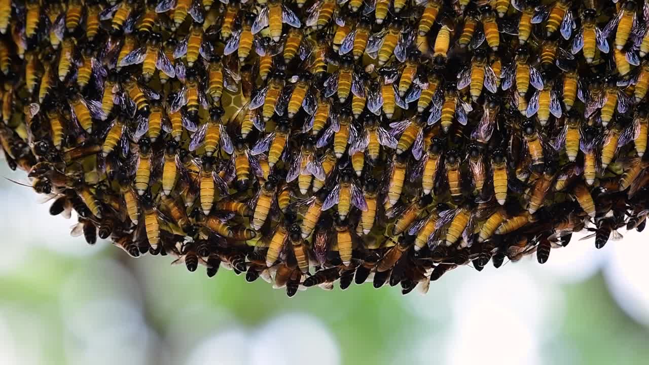 se sabe que las abejas melíferas gigantes construyen grandes colonias de nidos con bolsillos simétricos hechos de cera para almacenar miel como fuente de alimento.