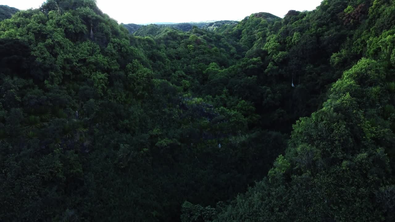 el denso bosque de east maui, hawai, se revela a través del ojo de un avión no tripulado, con sus vibrantes copas verdes creando una impresionante vista aérea que muestra el exuberante y próspero ecosistema de la isla.