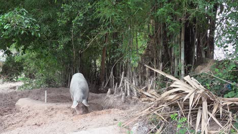 Plano-General-De-Cerdo-Buscando-Comida