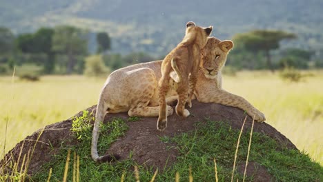 slow motion of funny baby animals, cute lion cub playing with lioness in africa in masai mara, kenya, jumping and pouncing on mother on termite mound on african wildlife safari