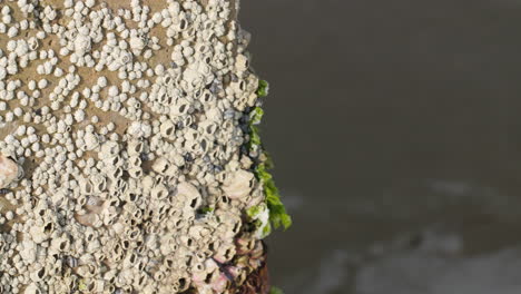 macro shot of barnacles on a concrete pillar on the beach, ocean in the background