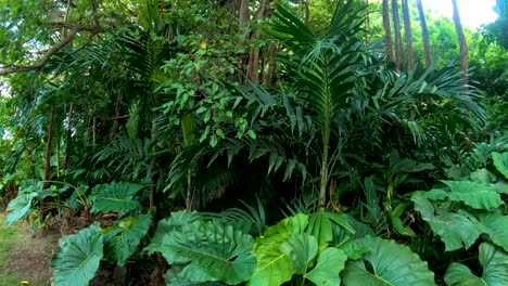 a smooth pan of the entrance to the jungle rain-forest on st