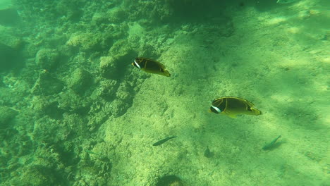 underwater yellow fish swim around reef