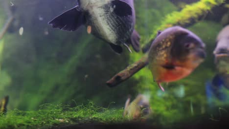 acuario 27