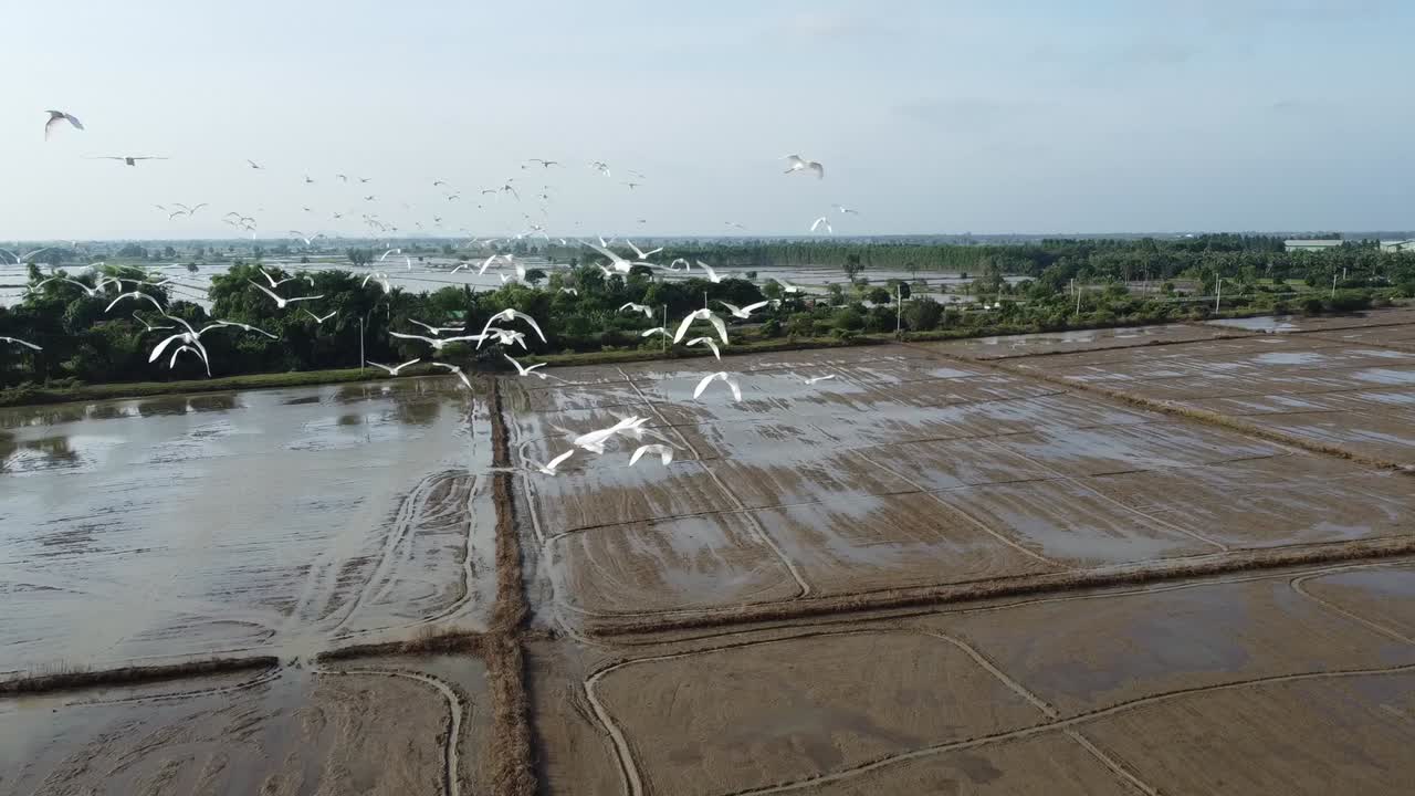 bandada de garceta blanca volando sobre arrozales y campos inundados en el campo de battambang, camboya