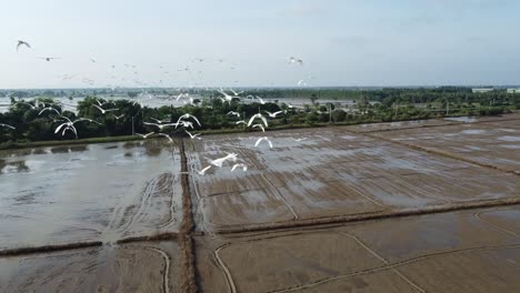 Bandada-De-Garzas-Blancas-Volando-Sobre-Arrozales-Y-Campos-Inundados-En-El-Campo-De-Battambang,-Camboya