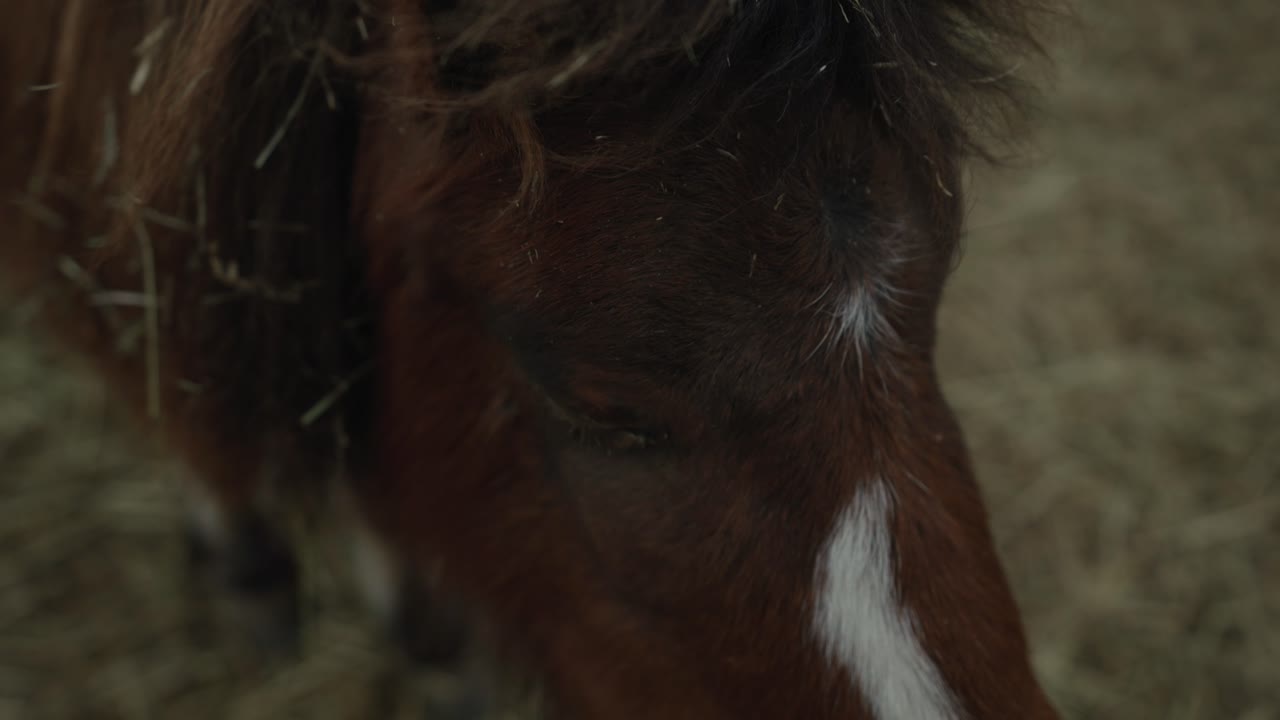 una cara suave de caballo marrón con el pelo desordenado en un rancho agrícola en coaticook, quebec, canadá - primer plano, cámara lenta
