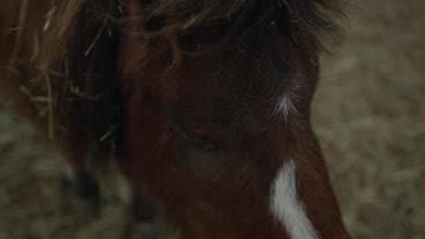 a gentle face of brown horse with messy hair in a farm ranch in coaticook, quebec, canada - closeup, slow motion