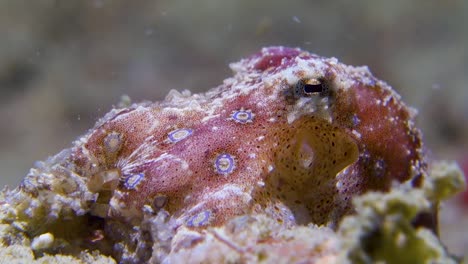 Giftiger-Blau-Beringter-Oktopus,-Der-Siphonkiemen-Bewegt-Und-Die-Chromatophorfarbe-ändert