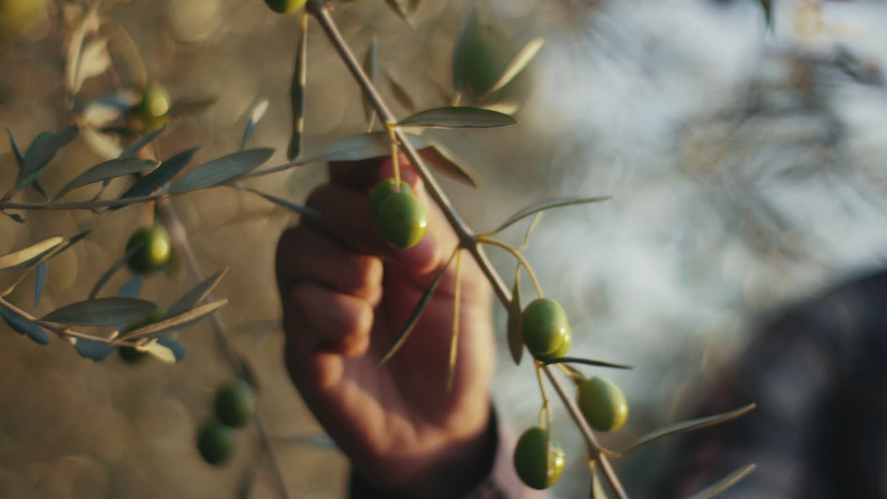 Close up of hand picking olives