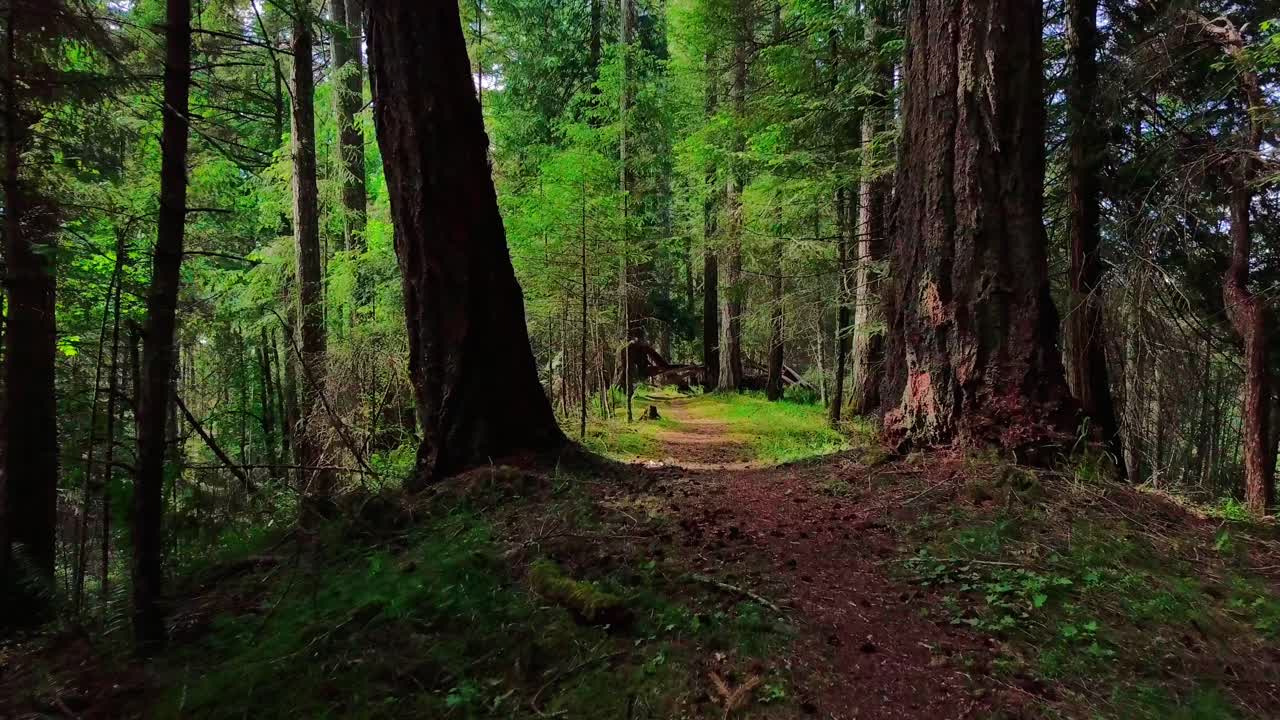 Floating through peaceful forest trail.