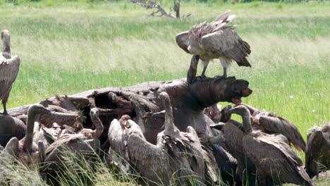 white-backed vultures feeding on the flesh of a dead hippopotamus at the meadow in botswana - closeup shot