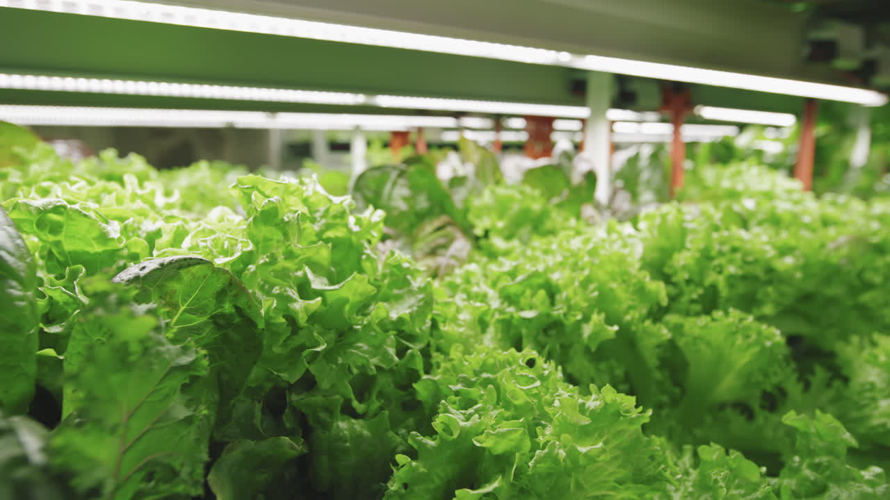 Cabbages Seedlings Growing In Vertical Farm