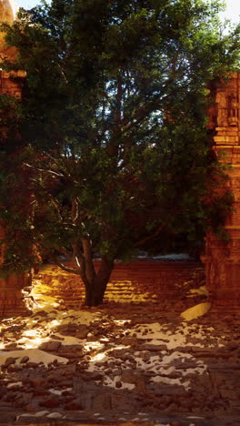 ancient ruins with a tree in the sunlight