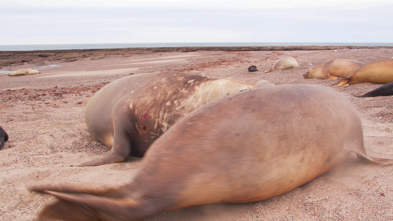 수 ⁇  코끼리 바다표범은  ⁇ 짓기를 원하지 않는 암 ⁇ 을 지배하려고 노력합니다. 그리고 암 ⁇ 은 그의 얼굴에 모래를 던집니다.
