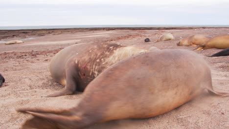 el elefante foca macho trata de dominar a la hembra que no está dispuesta a aparearse y ella le arroja arena en la cara