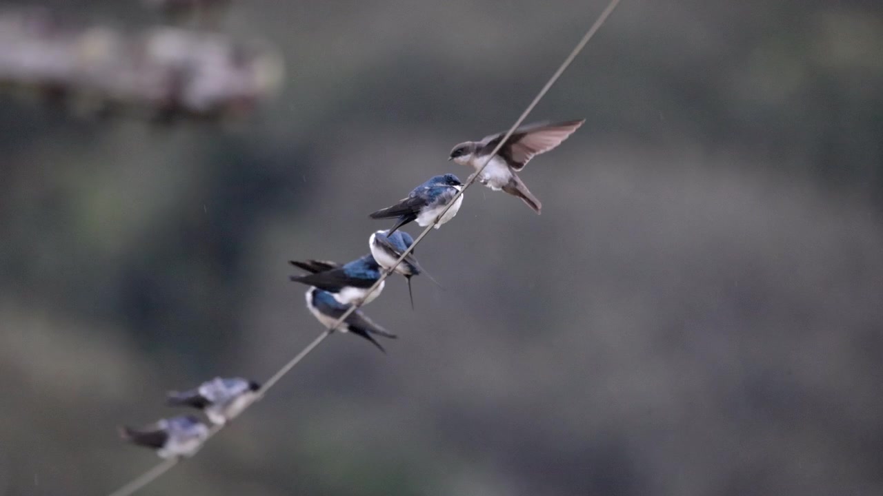 Slowmotion-optagelse af en gruppe tropiske blå-hvide svaler på en ledning, der pudser fjer i en regnskovsjungle i Sydamerika, Brasilien, delstaten São Paulo, marskland.