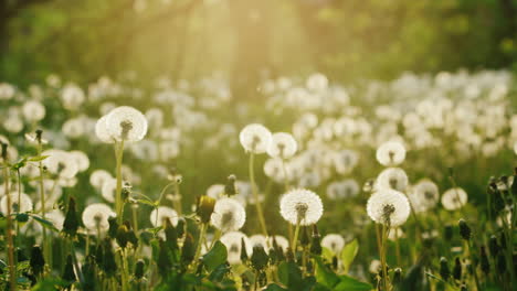 a field of dandelions in the evening before sunset