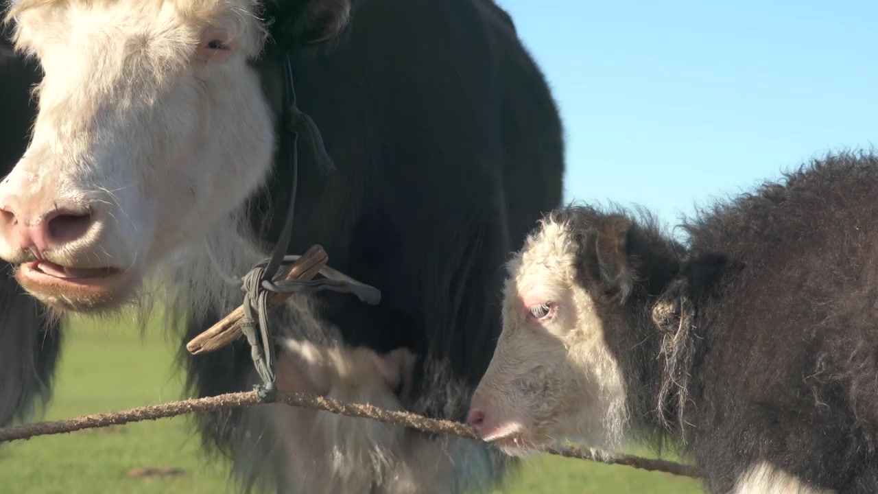 Erwachsener Yak und Kalb auf einer grasbewachsenen Wiese stehend