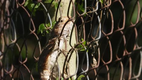 el lagarto se relaja esperando a que lo atrapen.